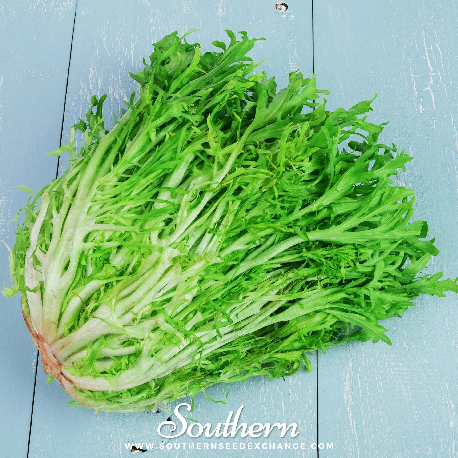 Green Curled Ruffec Endive Seeds – Heirloom, Frilly Green Leaves, Bitter Flavor, Frost-Tolerant, Non-GMO, 200 Seeds