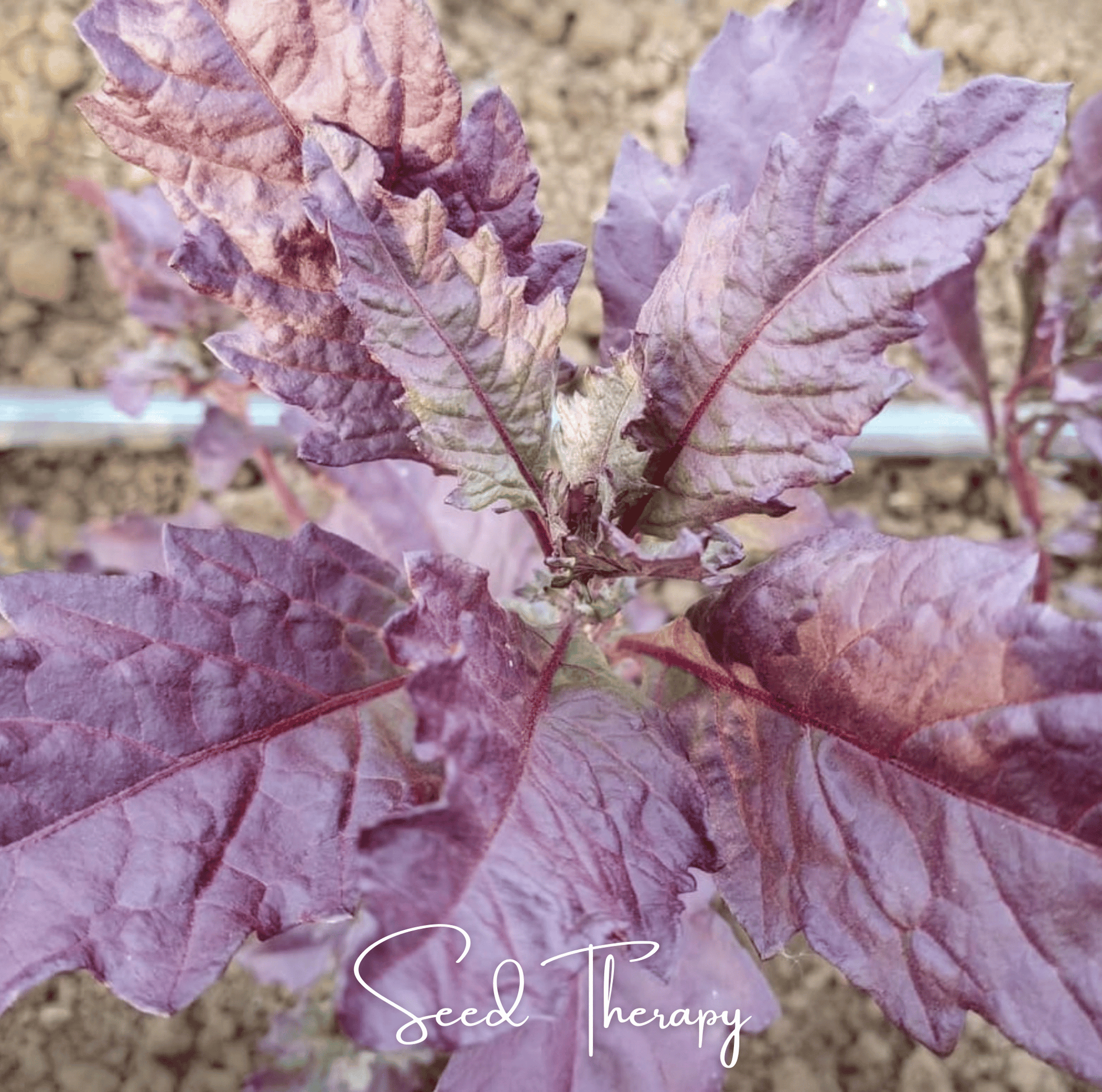 Red Oaxaca Epazote Seeds – Heirloom, Non-GMO, Ornamental & Culinary Herb, Dysphania ambrosioides, 100 Seeds