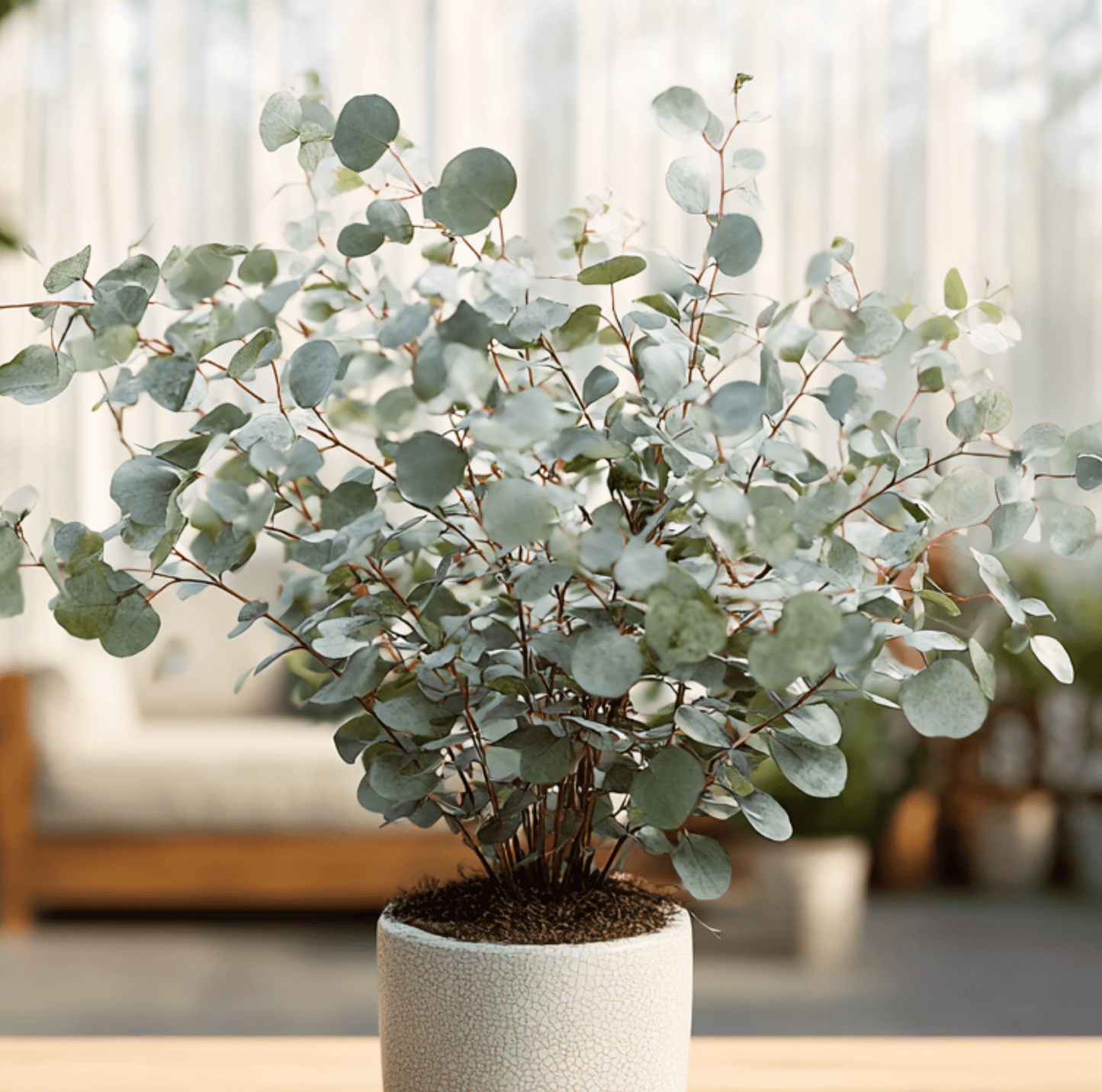 Silver Dollar Eucalyptus Seeds – Heirloom, Non-GMO, 20 Seeds, Eucalyptus cinerea, Silvery Blue Foliage for Floral Arrangements