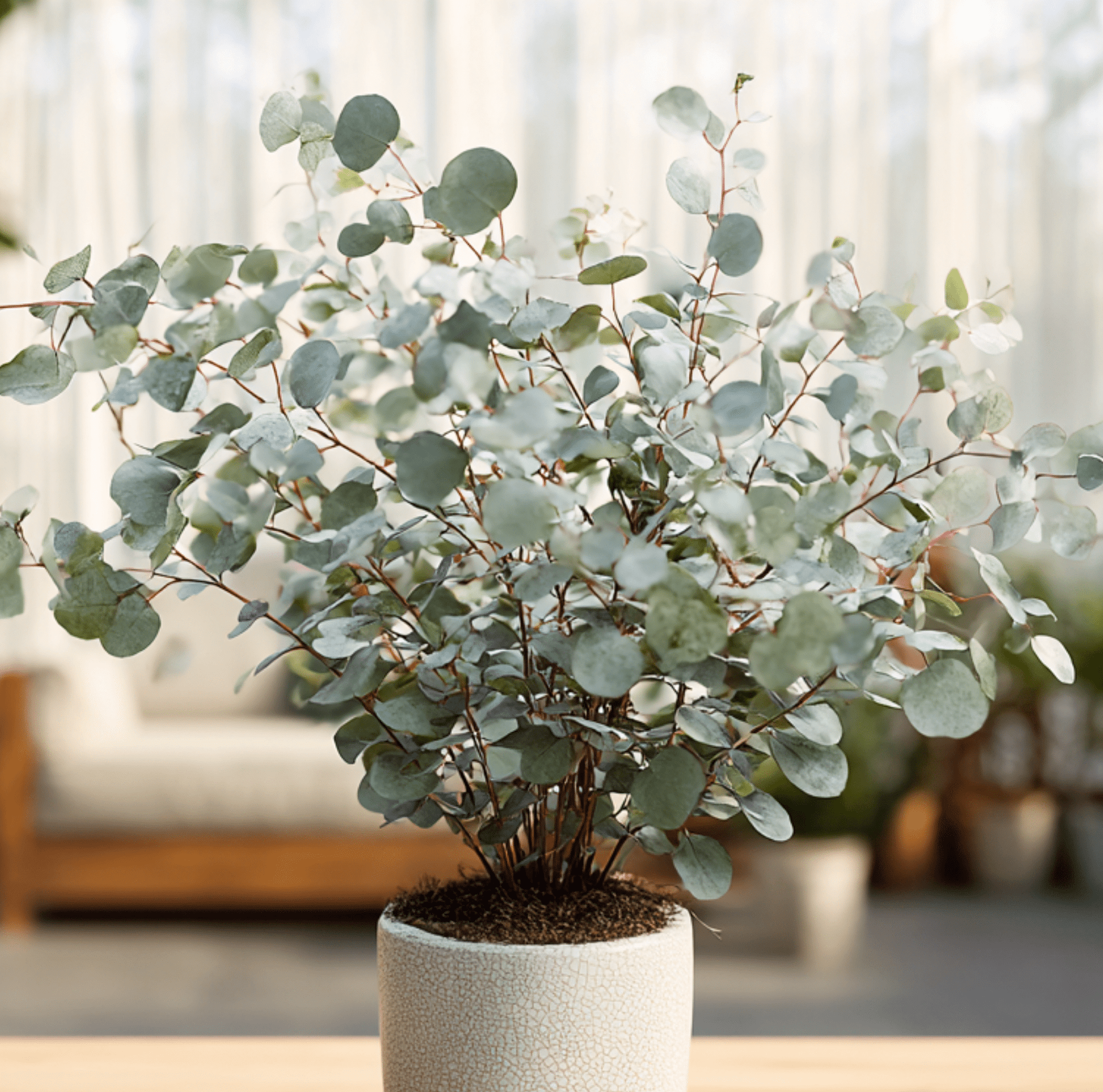 Silver Dollar Eucalyptus Seeds – Heirloom, Non-GMO, 20 Seeds, Eucalyptus cinerea, Silvery Blue Foliage for Floral Arrangements