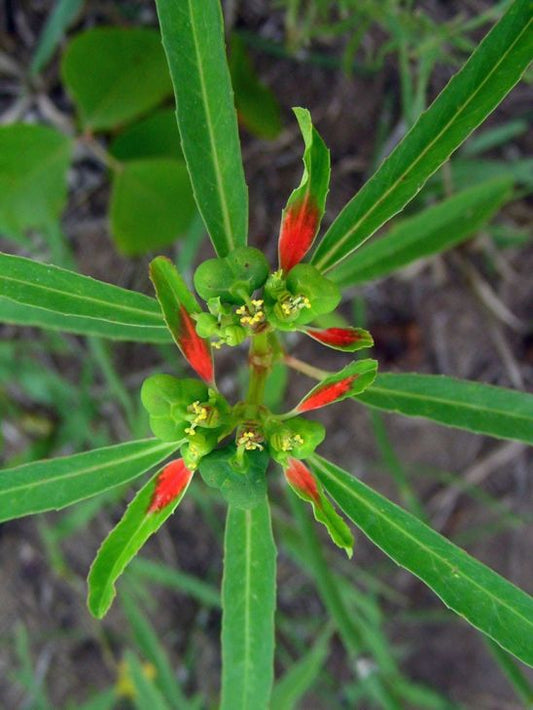 10 Euphorbia cyathophora Seeds | Fire-on-the-Mountain Wildflower for Gardens & Pollinators
