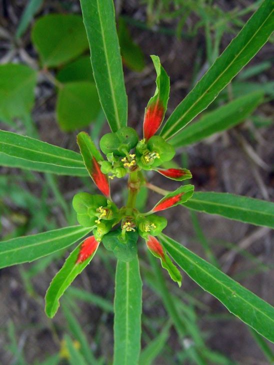 Euphorbia Cyathophora Seeds 10 Pack Painted Spurge Fire on the Mountain Native Wildflower Red Bracts