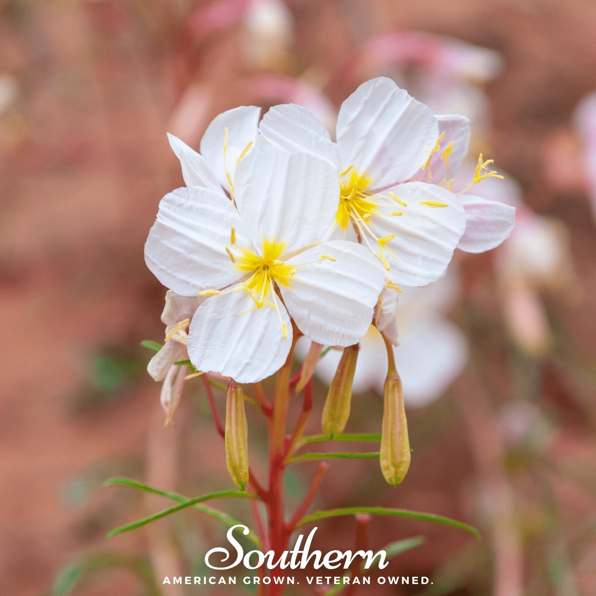 Pale Evening Primrose Seeds – Heirloom Non-GMO Perennial for Night Blooming, Drought Tolerant, Native American Plant, 100 Seeds