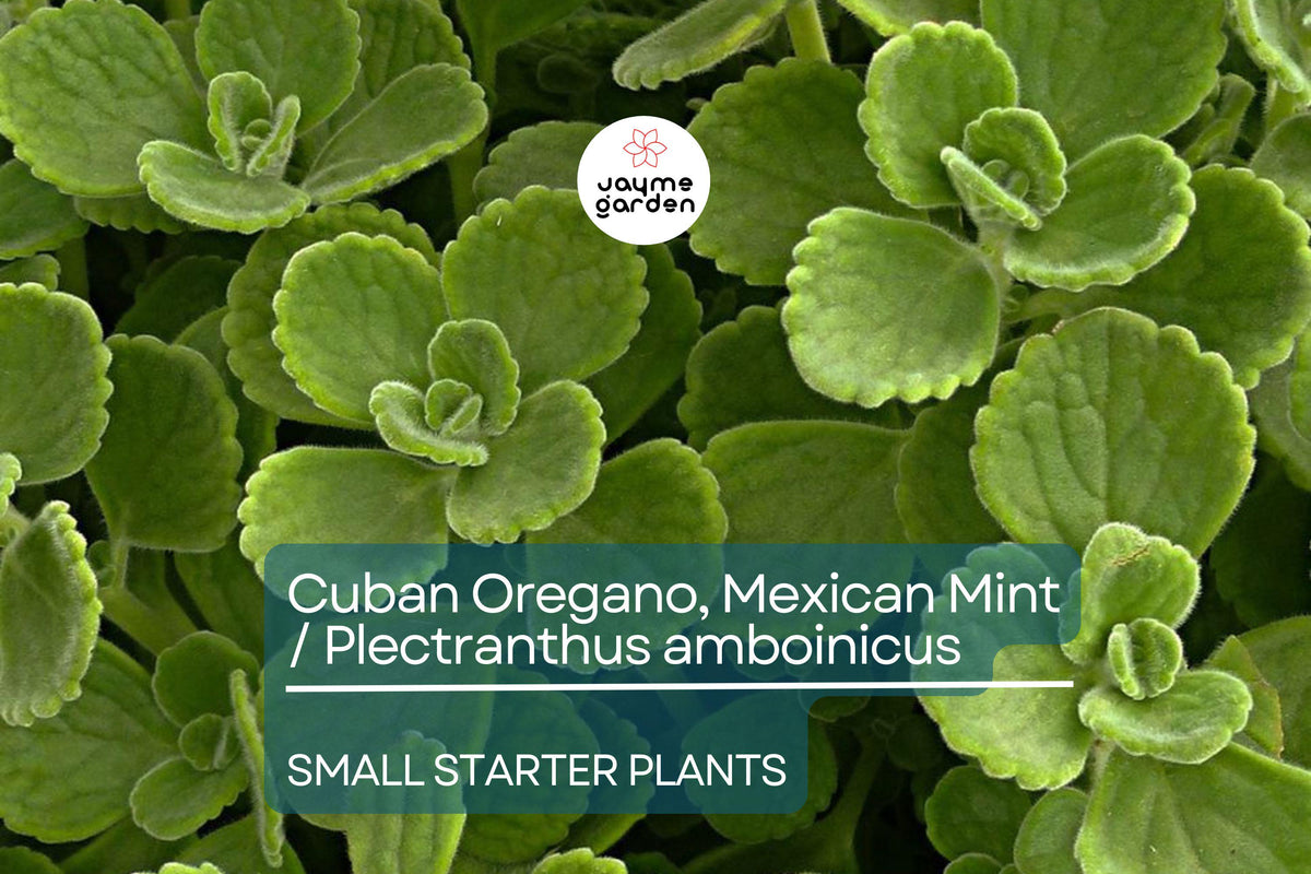 2 Starter Plants Cuban Oregano, Mexican Mint, Live Herb, Plectranthus amboinicus, Well-Rooted, Bare Root, Culinary Herb