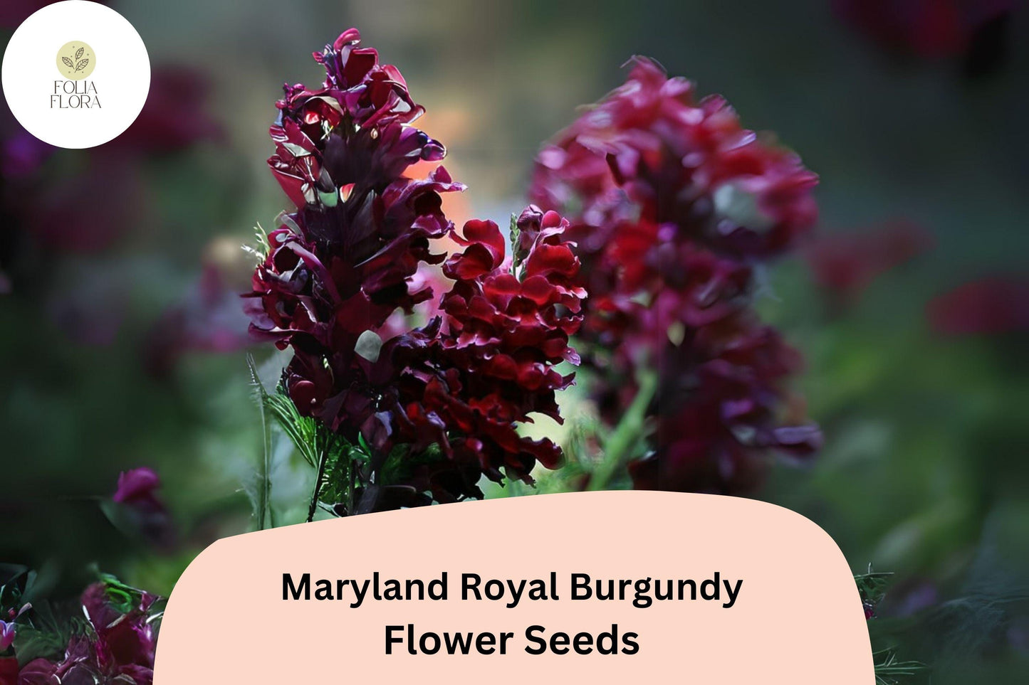 Antirrhinum majus Maryland Royal Burgundy Snapdragon Seeds – 1000+ Deep Burgundy Blooms for Garden & Cut Flowers