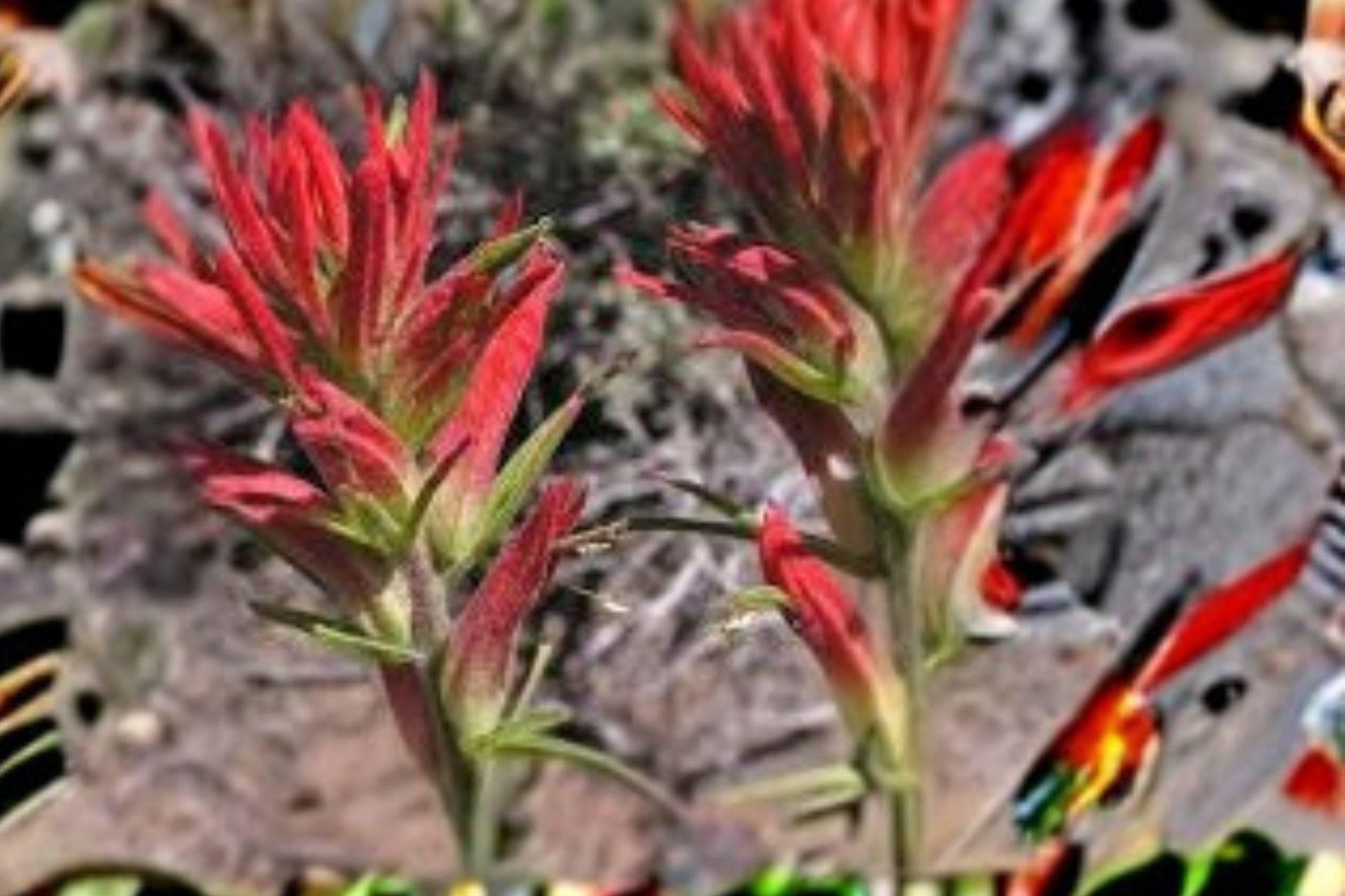 Castilleja linariifolia Seeds – Wyoming Indian Paintbrush, Native Wildflower, Orange-Red Blooms, Pollinator Attractant, 50 Seeds