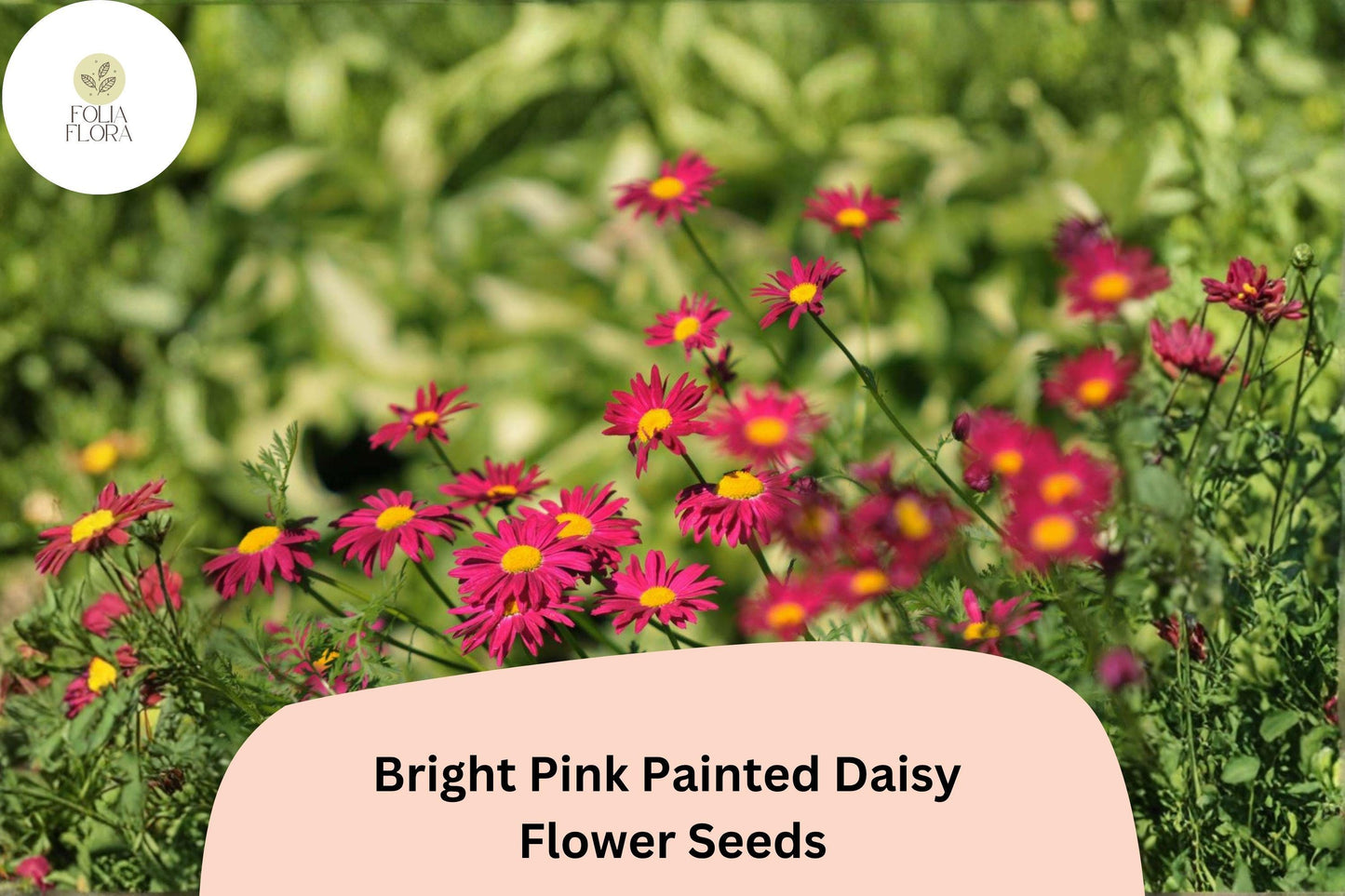 200+ Bright Pink Painted Daisy Seeds | Tanacetum coccineum | Hardy Perennial Flowers for Pollinator Gardens