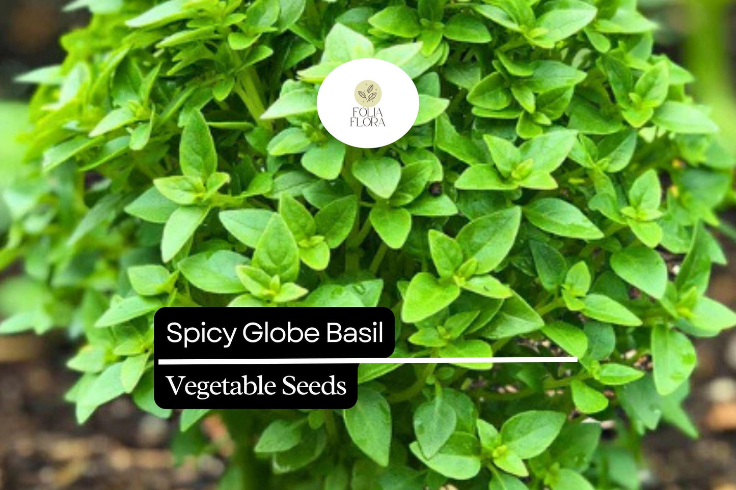 200 Spicy Globe Basil Seeds – Heirloom, Compact, Aromatic Ocimum basilicum for Culinary Use