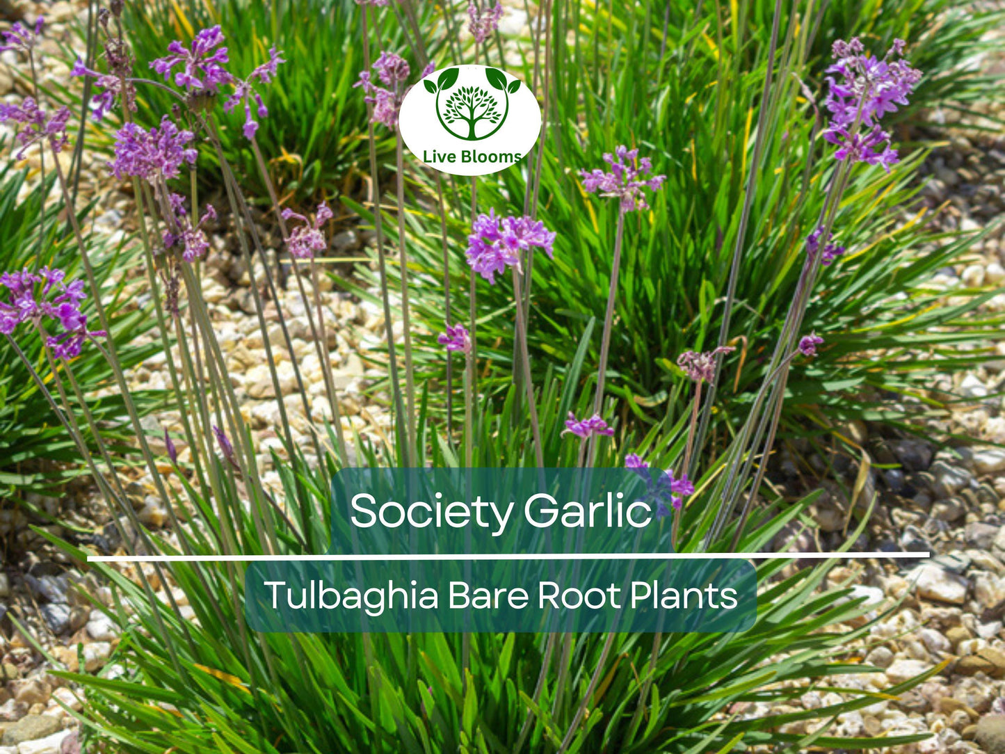 10 Society Garlic Plants Tulbaghia violacea - Fragrant Edible Leaves & Purple Flowers - Drought Tolerant Perennial Herb