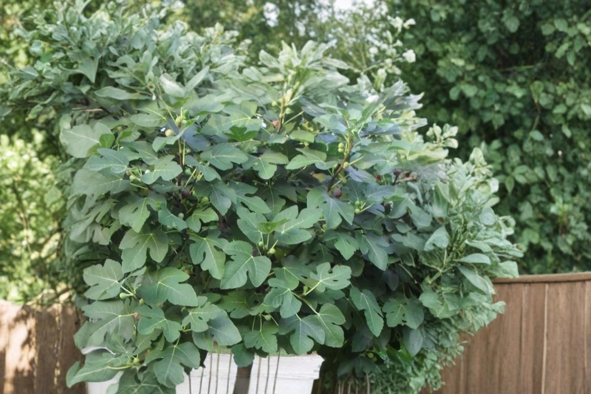 Celeste Fig Tree Cuttings 5 Pack 6"+ Ficus carica 'Celeste' Heirloom Fruit Tree Unrooted Fresh Cuttings