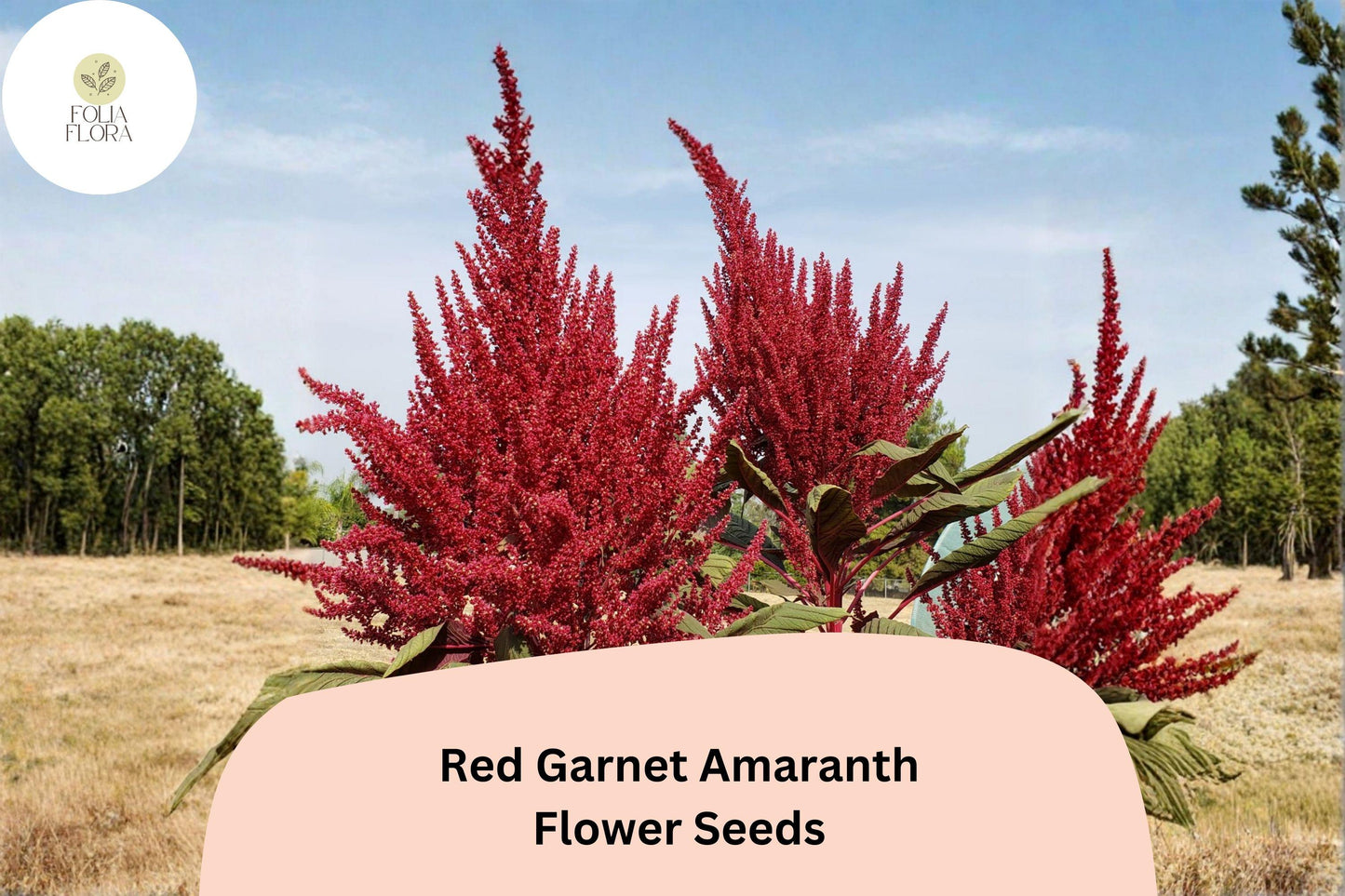 Red Garnet Amaranth Seeds – 100 Amaranthus tricolor for Vibrant Garden Beds & Borders