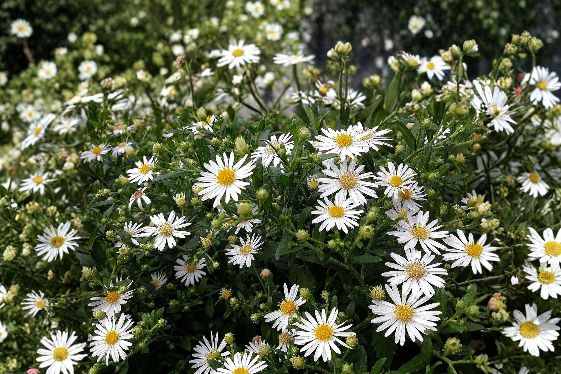 Heath Aster Seeds 100 Pack – Symphyotrichum pilosum Frost Aster Native Wildflower for Pollinators