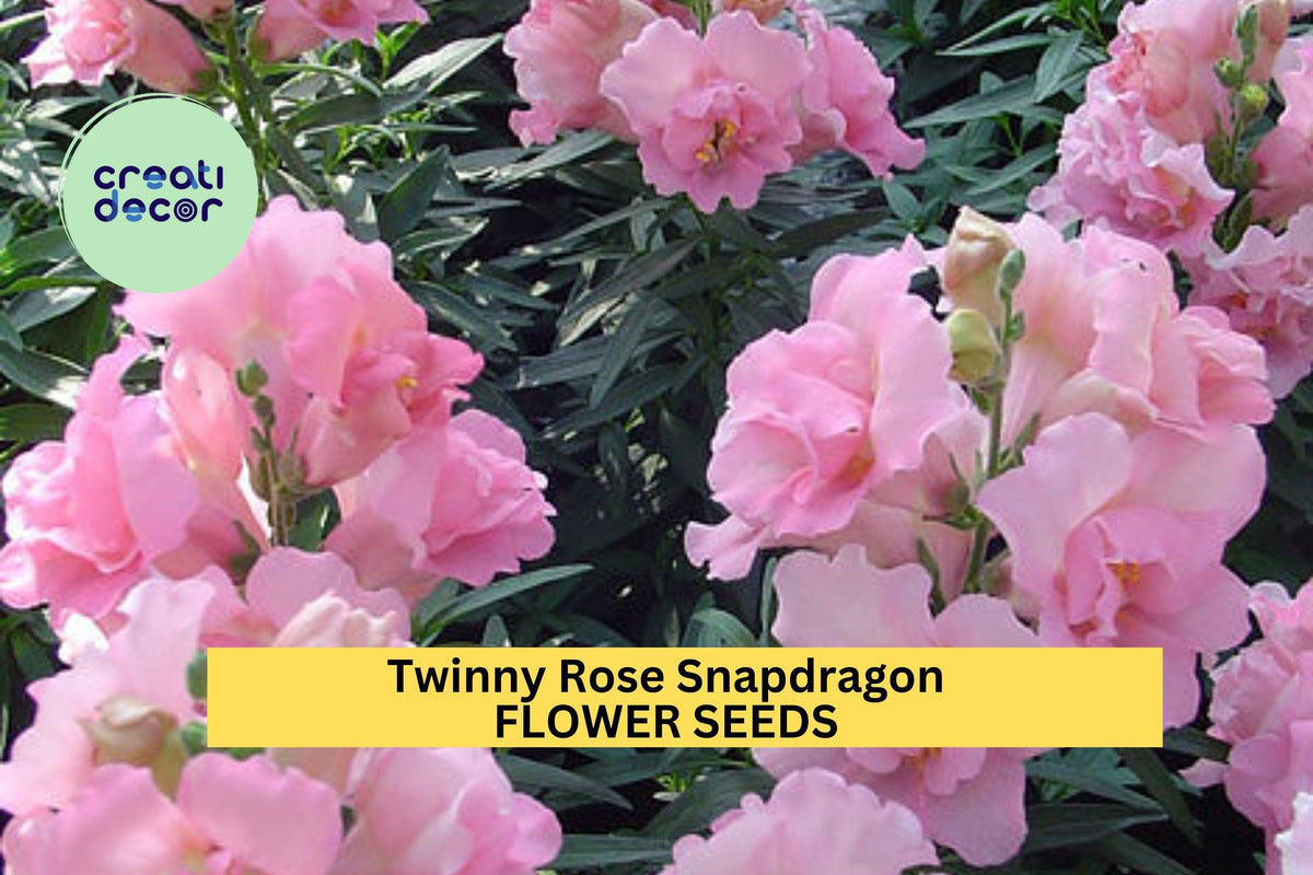1000+ Twinny Rose Snapdragon Seeds – Compact Double Peach-Pink Blooms for Garden Borders & Containers