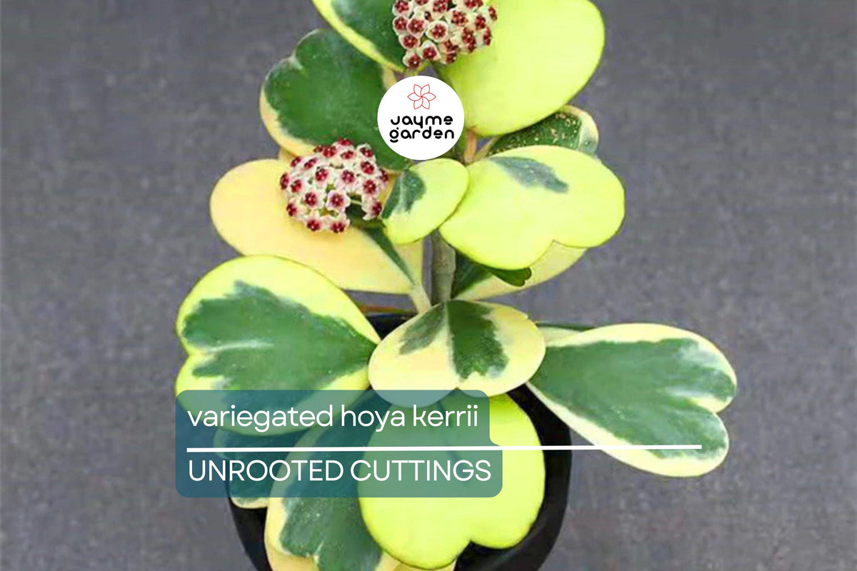 Variegated Hoya Kerrii Cutting (Unrooted) - Multiple Node Options for Propagation - Hoya kerrii, Heart-Shaped Leaves, Indoor Plant