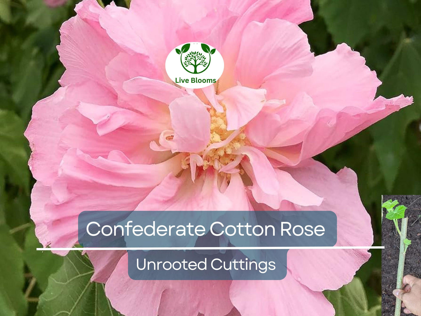 4 Confederate Cotton Rose Unrooted Cuttings - Hibiscus mutabilis Color Changing Flowers Hardy Shrub