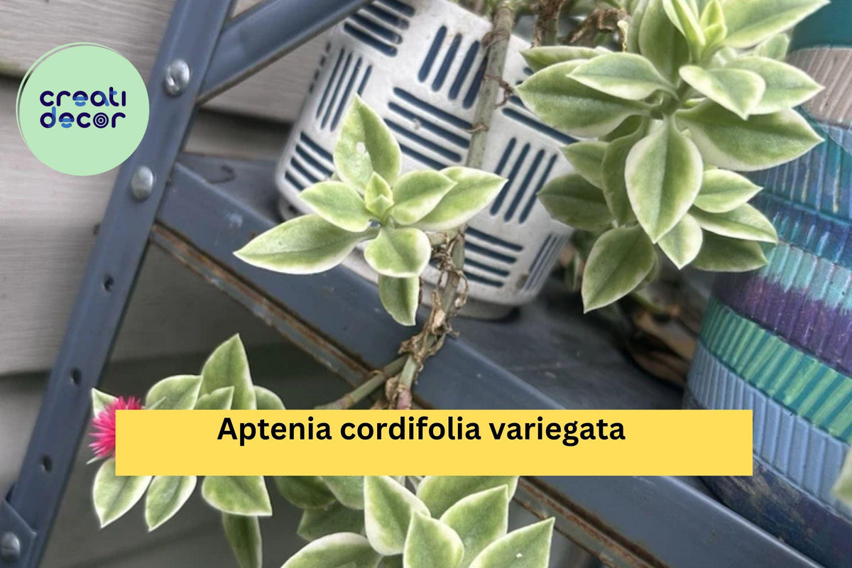 Variegated Baby Sun Rose 3” Live Succulent Plant with Pink Blooms – Aptenia cordifolia variegata for Indoor or Outdoor Use