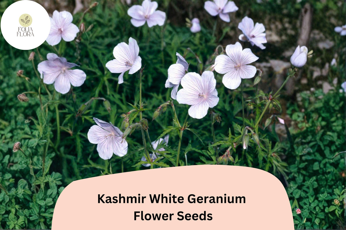 25+ Kashmir White Geranium Seeds – Hardy Perennial with Pure White Flowers for Garden Planting