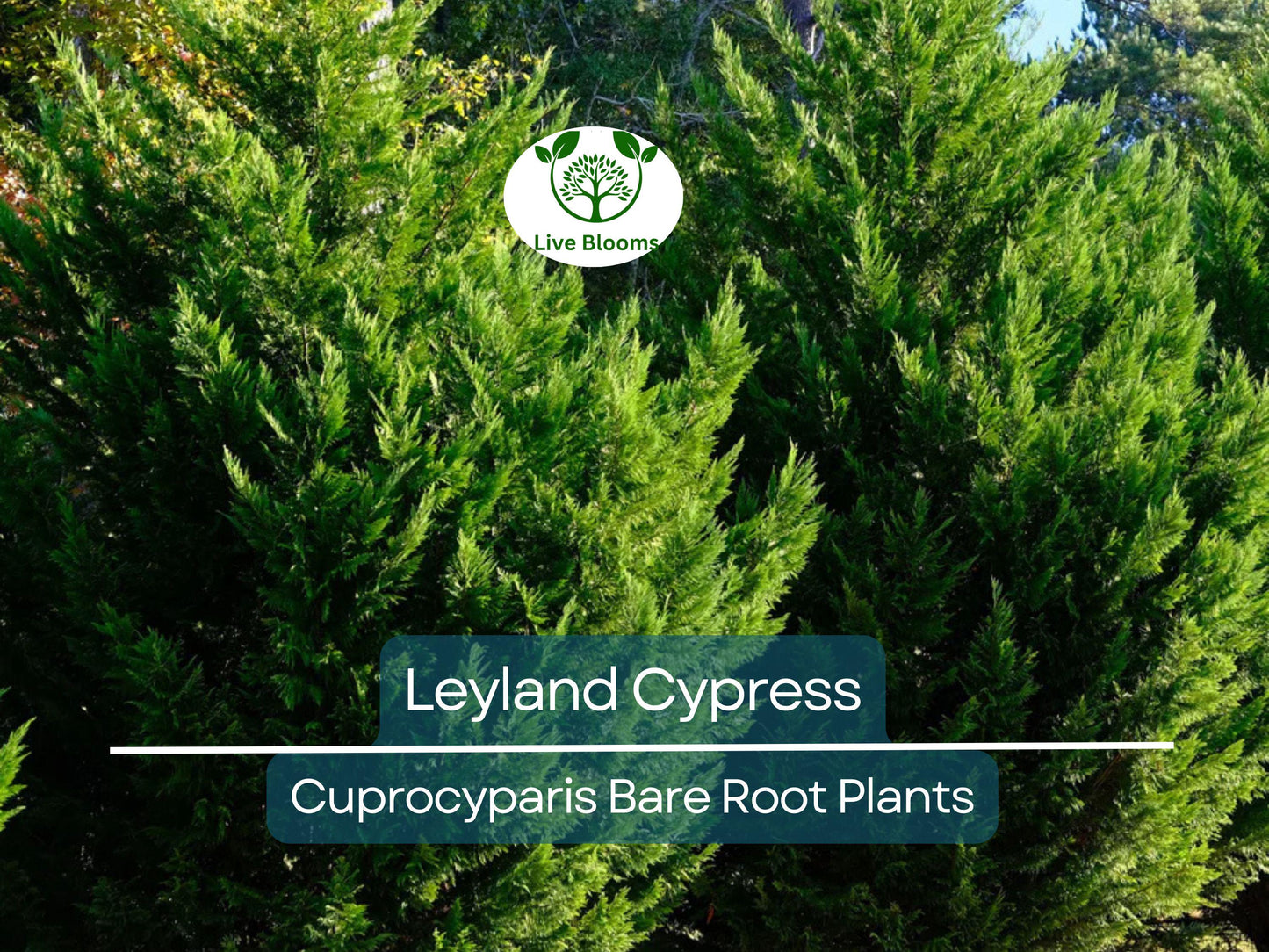 5 Leyland Cypress Trees Bare Root - Fast-Growing Evergreen Privacy Screen & Windbreak