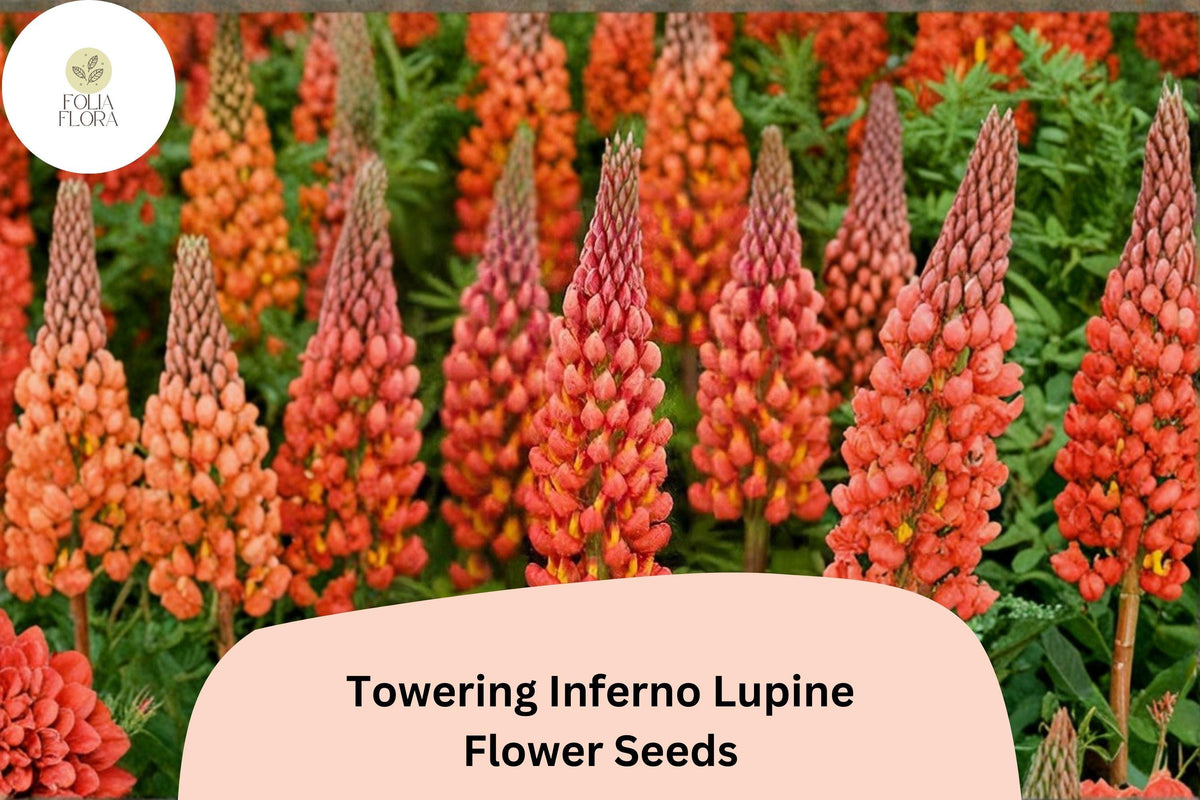 Lupine Seeds - 25+ Towering Inferno, Fiery Red-Orange Flower Spikes, Lupinus spp., Perfect for Garden Borders & Pollinator Gardens
