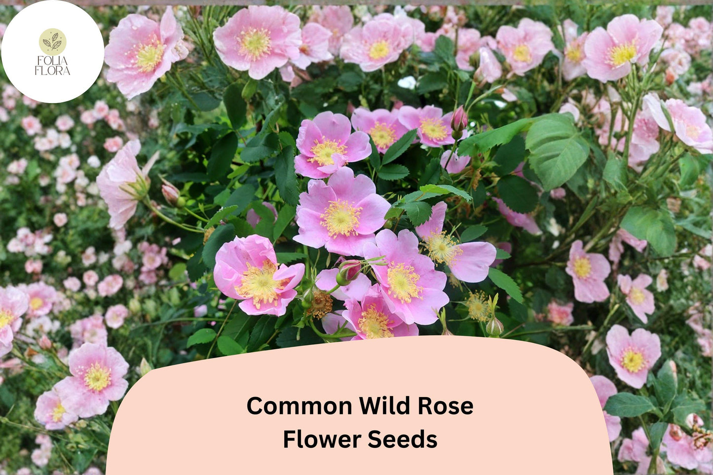 Common Wild Rose Seeds – 25 Rosa woodsii Native Pink Flowering Shrub for Wildlife Gardens