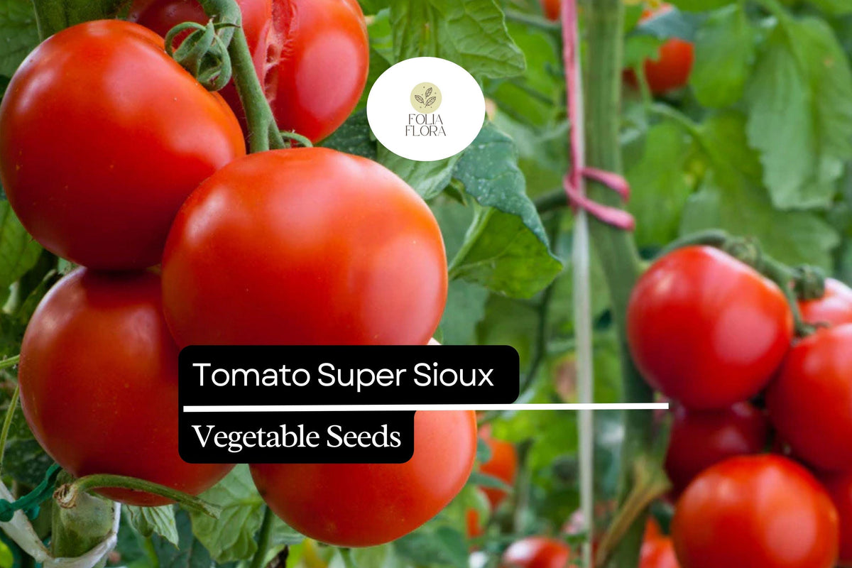 Tomato Seeds 100mg Super Sioux Heat-Tolerant Heirloom Solanum lycopersicum Non-GMO for Sauces & Fresh Eating