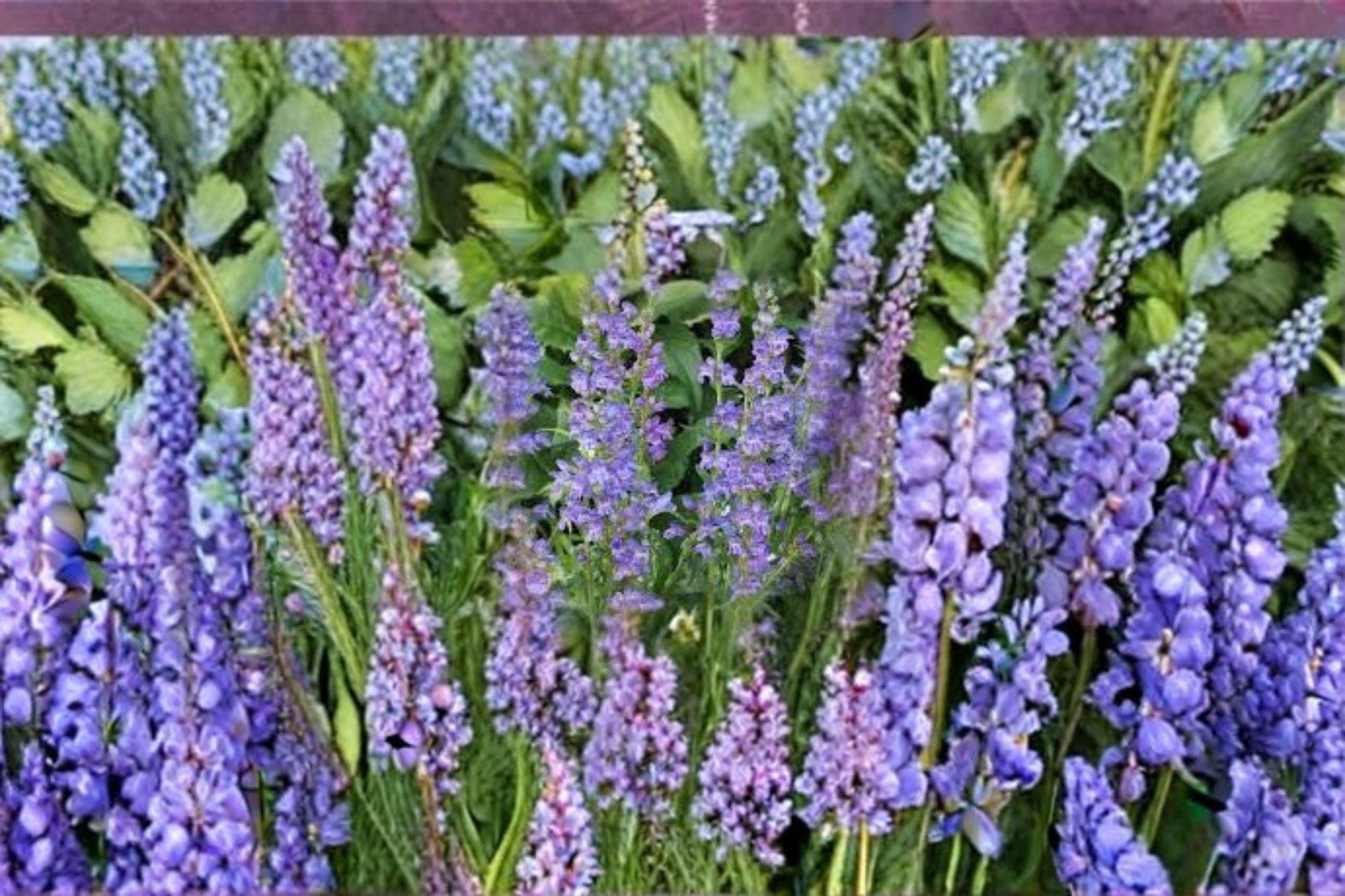 Penstemon cyaneus Seeds – Blue Beardtongue Wildflower for Pollinator Gardens, Native Meadow, Xeriscape, 100 mg