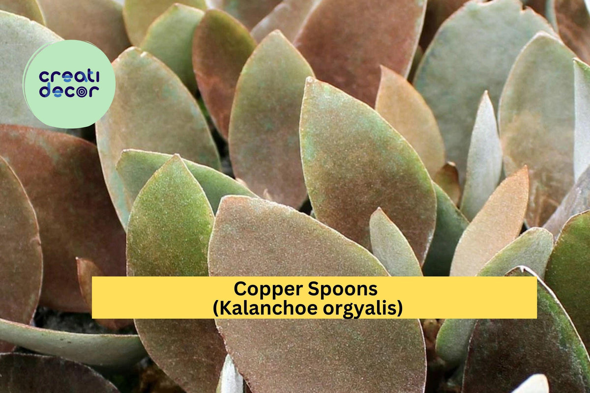 Copper Spoons Cutting - 7" Kalanchoe orgyalis - Easy Care Succulent with Fuzzy Bronze Leaves - Indoor Plant Decor