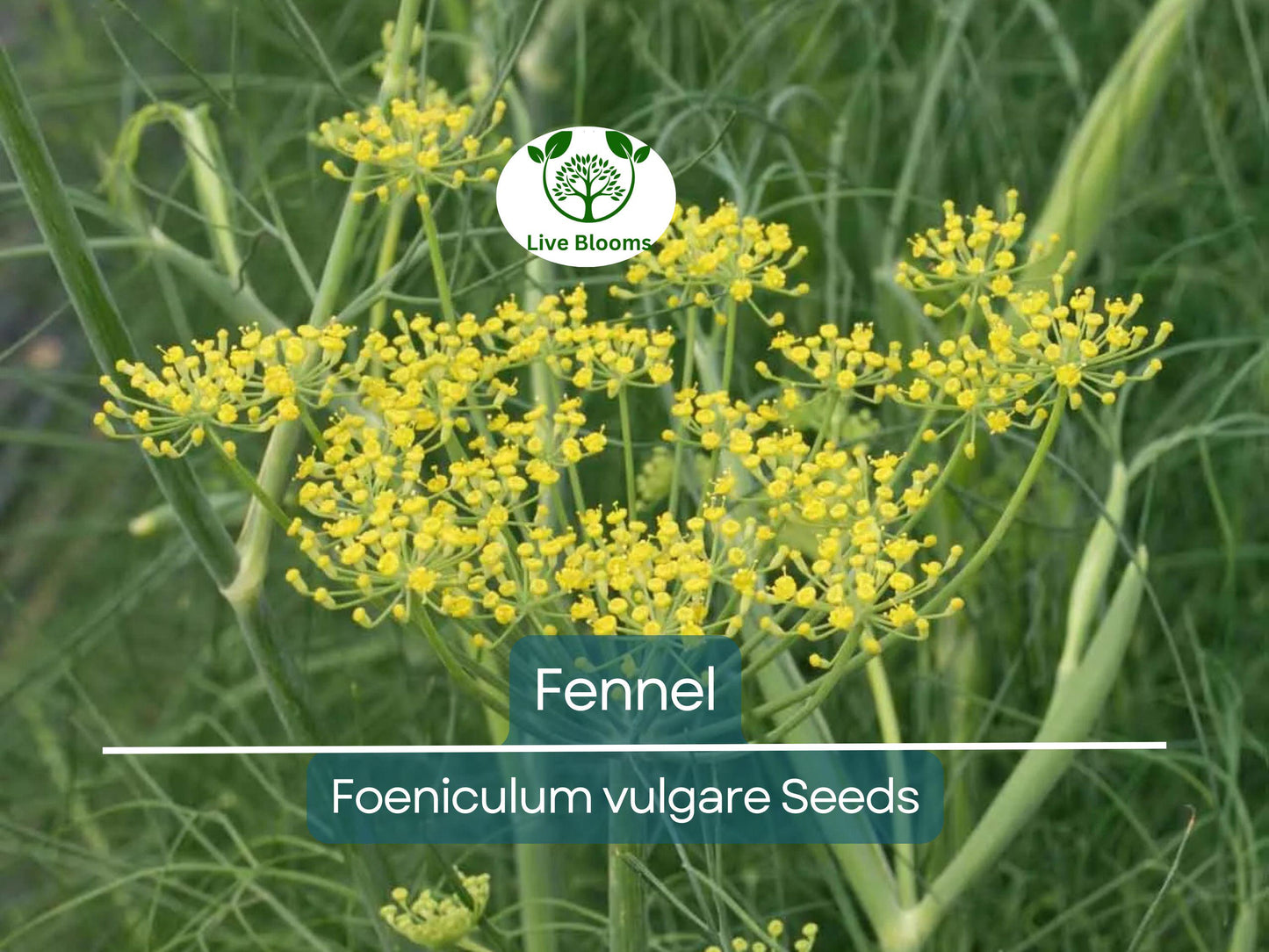 200 Fennel Seeds Herb - Perennial, Non-GMO, Swallowtail Butterfly Host, Aromatic & Easy to Grow
