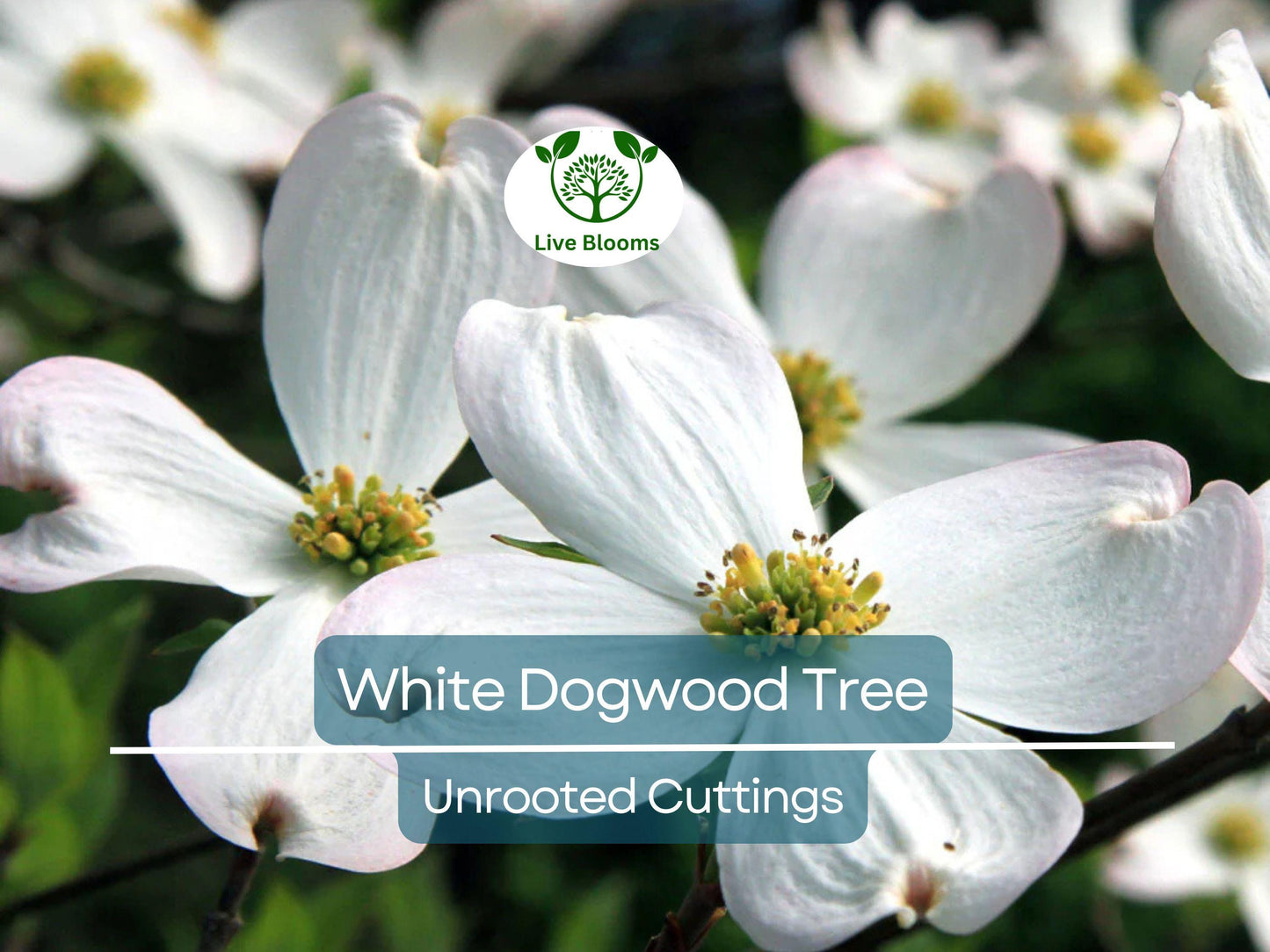 6 Unrooted White Dogwood Tree Cuttings (Cornus florida) - Heirloom Ornamental, Hardy for USDA Zones 5-9
