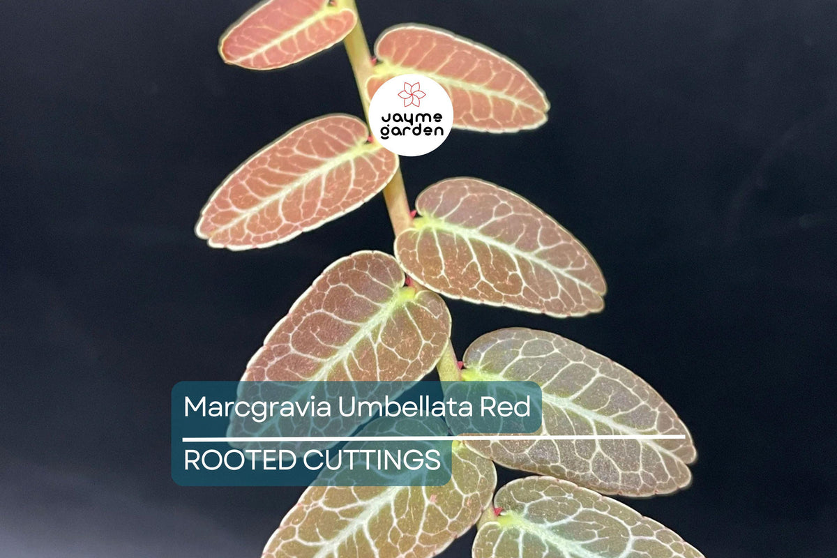 Marcgravia Umbellata Plant | Rooted Red/Pink Climber | Exotic Terrarium & Vivarium Houseplant | High Humidity - Rare Variety