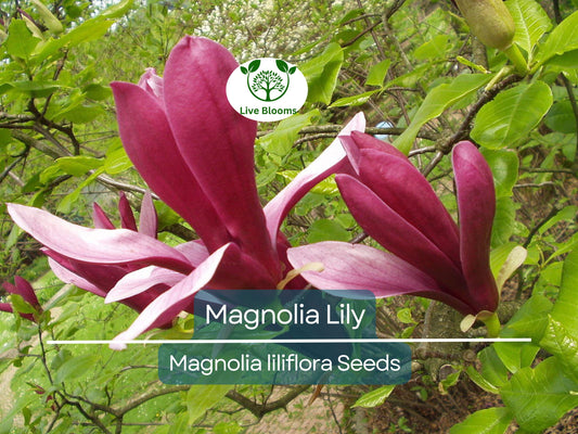 10 Magnolia Lily Seeds (Magnolia liliflora) | Pink Flowering Hardy Perennial Tree for Garden & Landscape