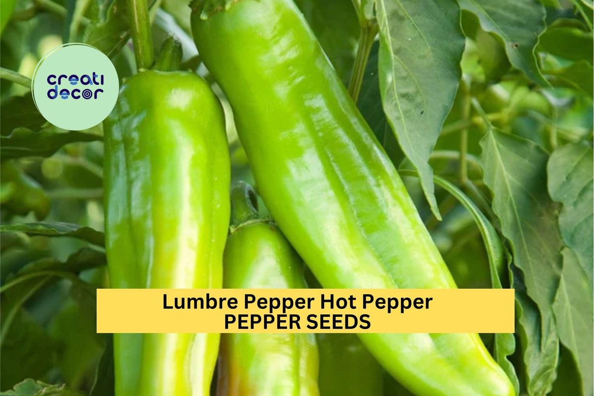 Lumbre Hot Pepper Seeds 3pcs 250mg - Spicy Mexican Chili Seeds for Planting - Capsicum annuum - High-Yield Heirloom Variety