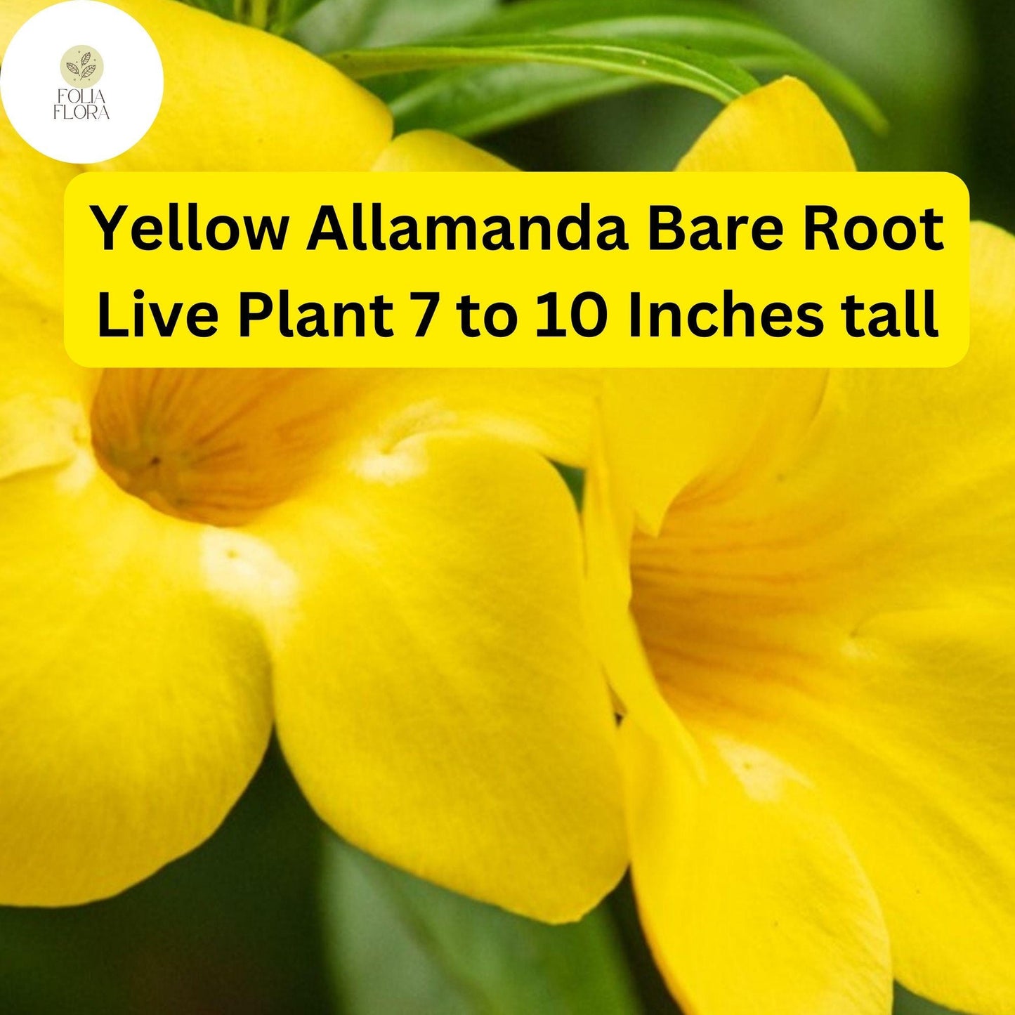 Yellow Allamanda Bare Root Starter Plant 7-10” - Tropical Perennial Vine with Bright Yellow Flowers
