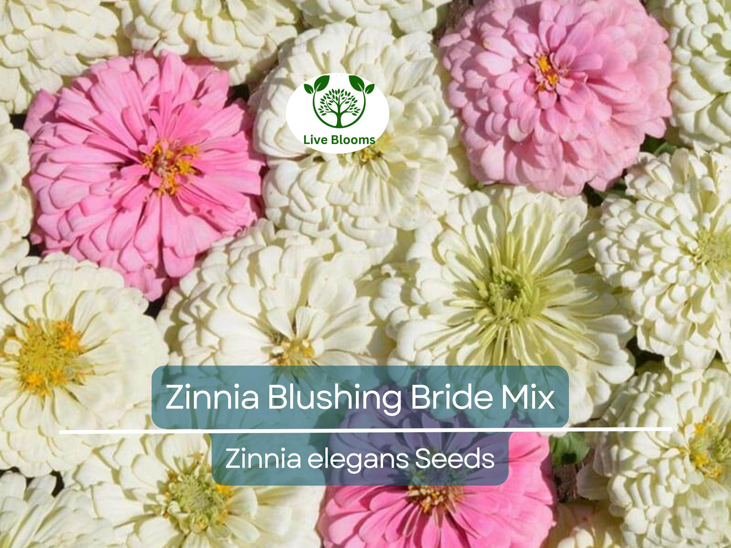 200 Seeds Zinnia Blushing Bride Mix - Pink & White Blooms, Non-GMO, Easy to Grow Cut Flowers