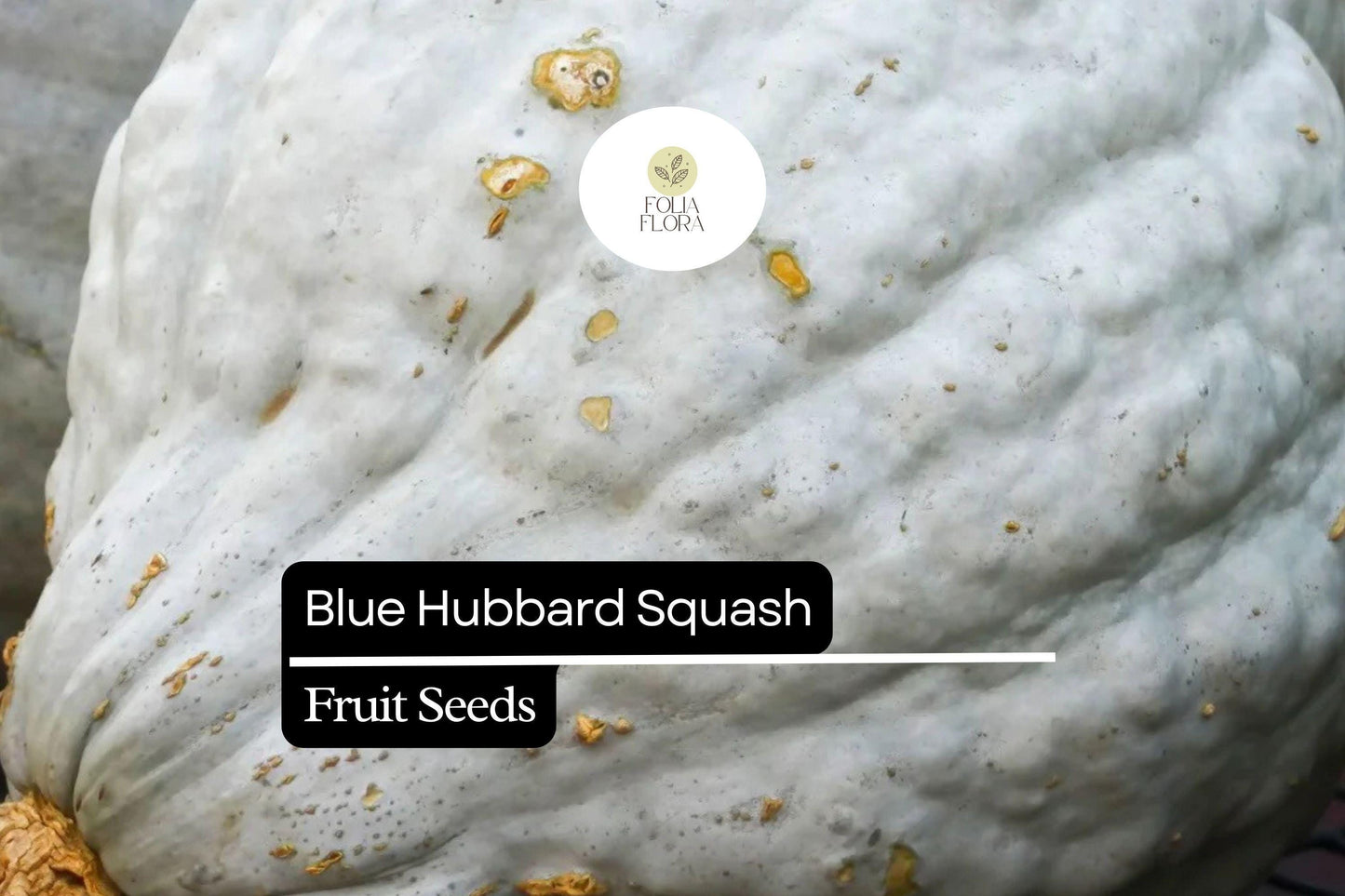 10 Seeds Blue Hubbard Squash (Cucurbita maxima) – Heirloom Winter Squash with Sweet Nutty Flavor