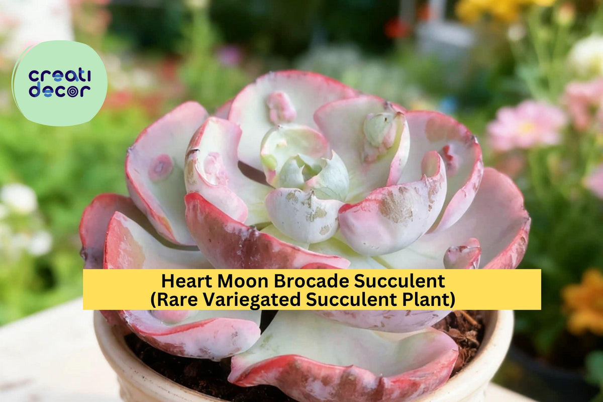 Heart Moon Brocade Succulent - Rare Variegated Echeveria - Easy Care Live Plant for Indoor or Garden Display - Bare Root