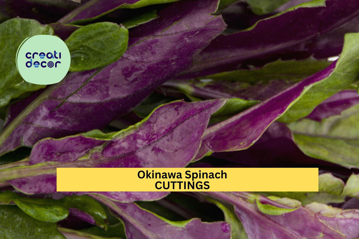 12 Okinawa Spinach Cuttings | Gynura Bicolor Edible Perennial Plants | Fresh 5-6" Unrooted Cuttings USA