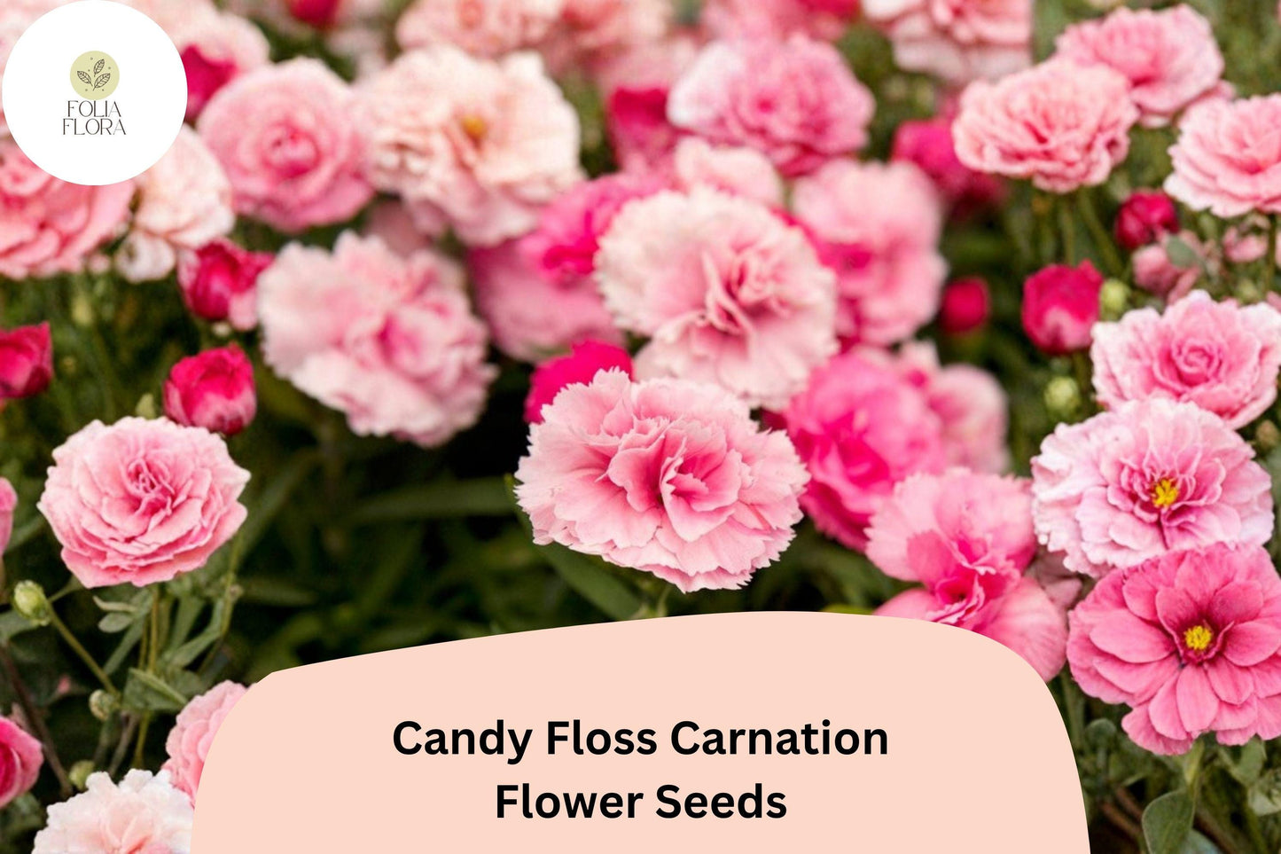 200+ Candy Floss Carnation Seeds | Dianthus caryophyllus | Soft Pink Double Blooms for Garden & Borders