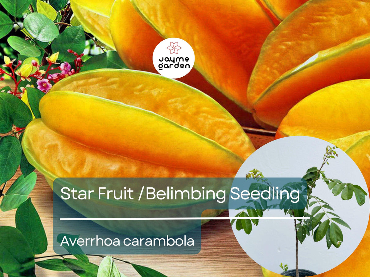 Grafted Star Fruit Seedling Starter Plant 24"-36" Sweet Carambola (Averrhoa carambola) Live Tropical Fruit Tree for Garden