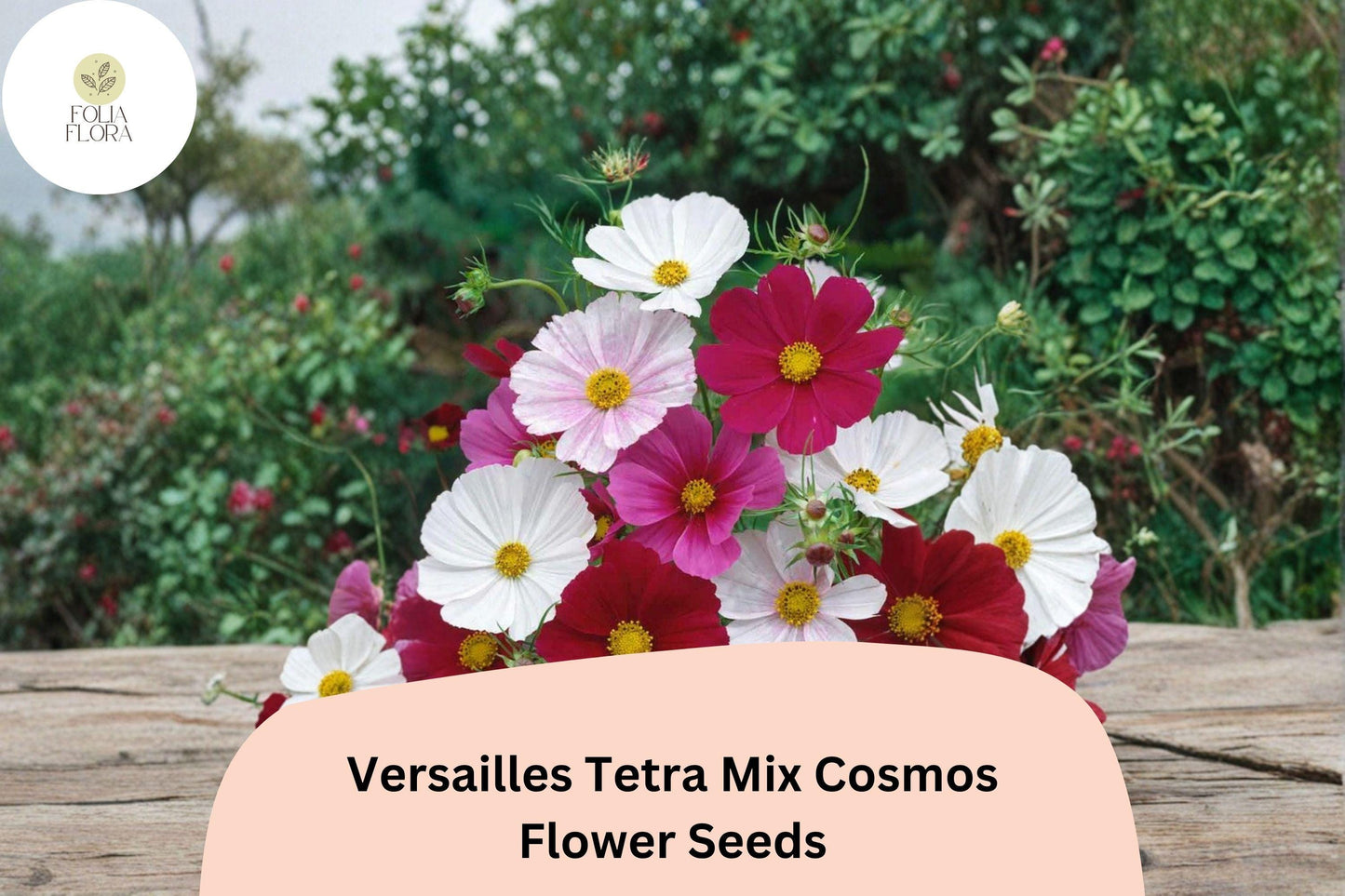 200+ Versailles Tetra Mix Cosmos Seeds | Easy-to-Grow Tall Annual Flowers for Cutting Gardens
