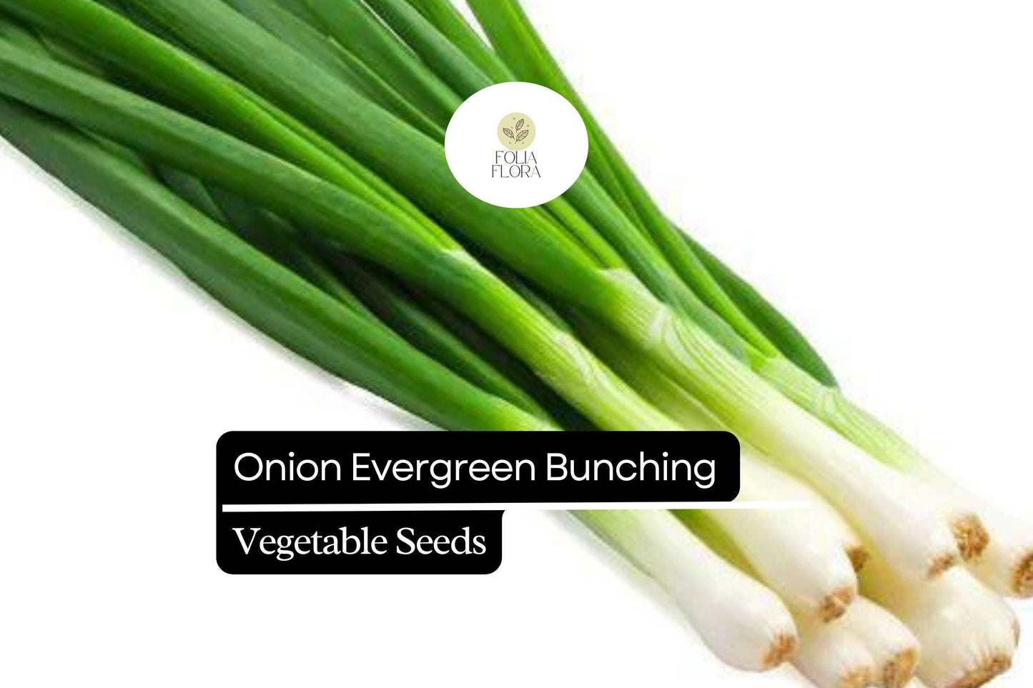 200 Evergreen Bunching Onion Seeds – Heirloom, Fast-Growing, Mild Flavor, Non-GMO