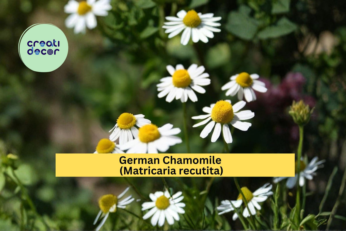 German Chamomile Seeds 100 Count Matricaria recutita White Daisy Flower Herb Garden Plant Seeds