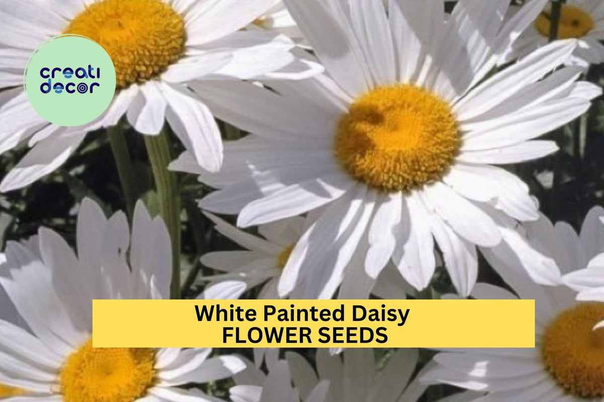 200+ White Painted Daisy Seeds – Perennial White Blooms with Yellow Centers for Pollinator Gardens