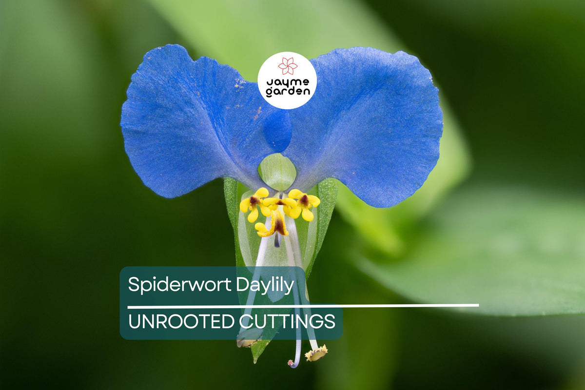 15 Fresh Spiderwort Day Lily Cuttings - Wandering Jew Blue - Tradescantia pallida - Easy Care Houseplant, Colorful Foliage