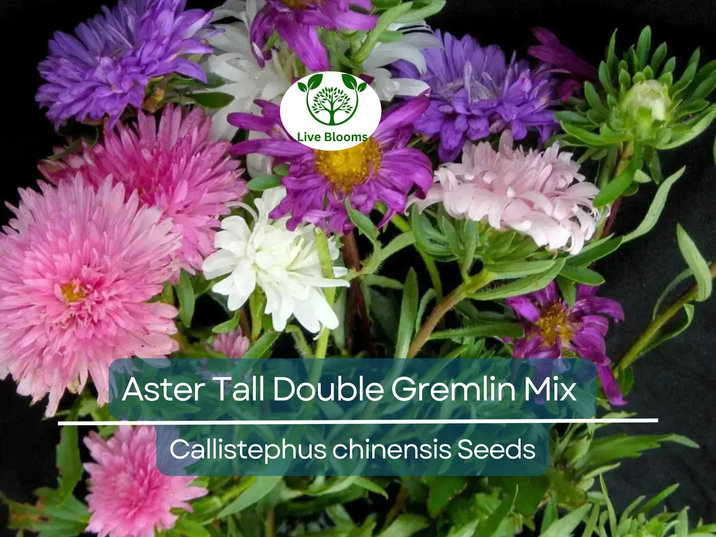 200 Seeds Aster Tall Double Gremlin Mix - Non-GMO 30" Perennial Cut Flowers for Sun/Part Shade Gardens