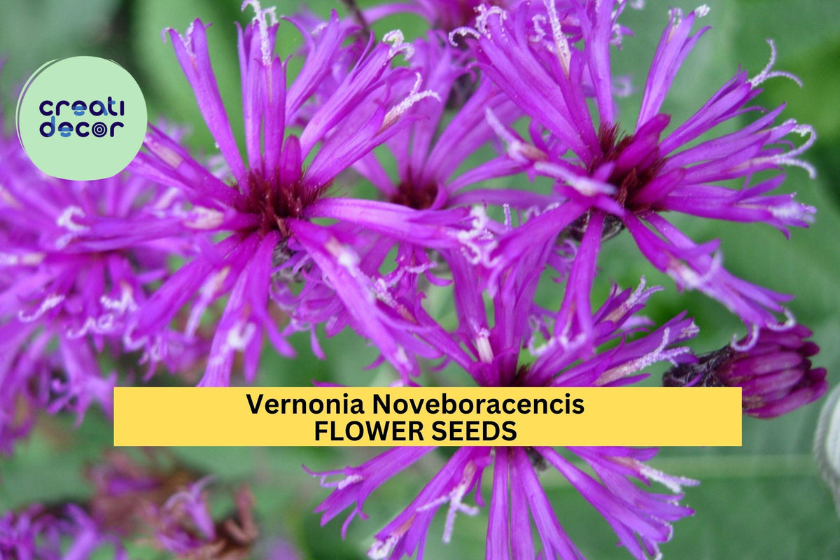 Vernonia noveboracensis Seeds | 200 Seeds Total | New York Ironweed for Pollinator Gardens & Native Landscapes