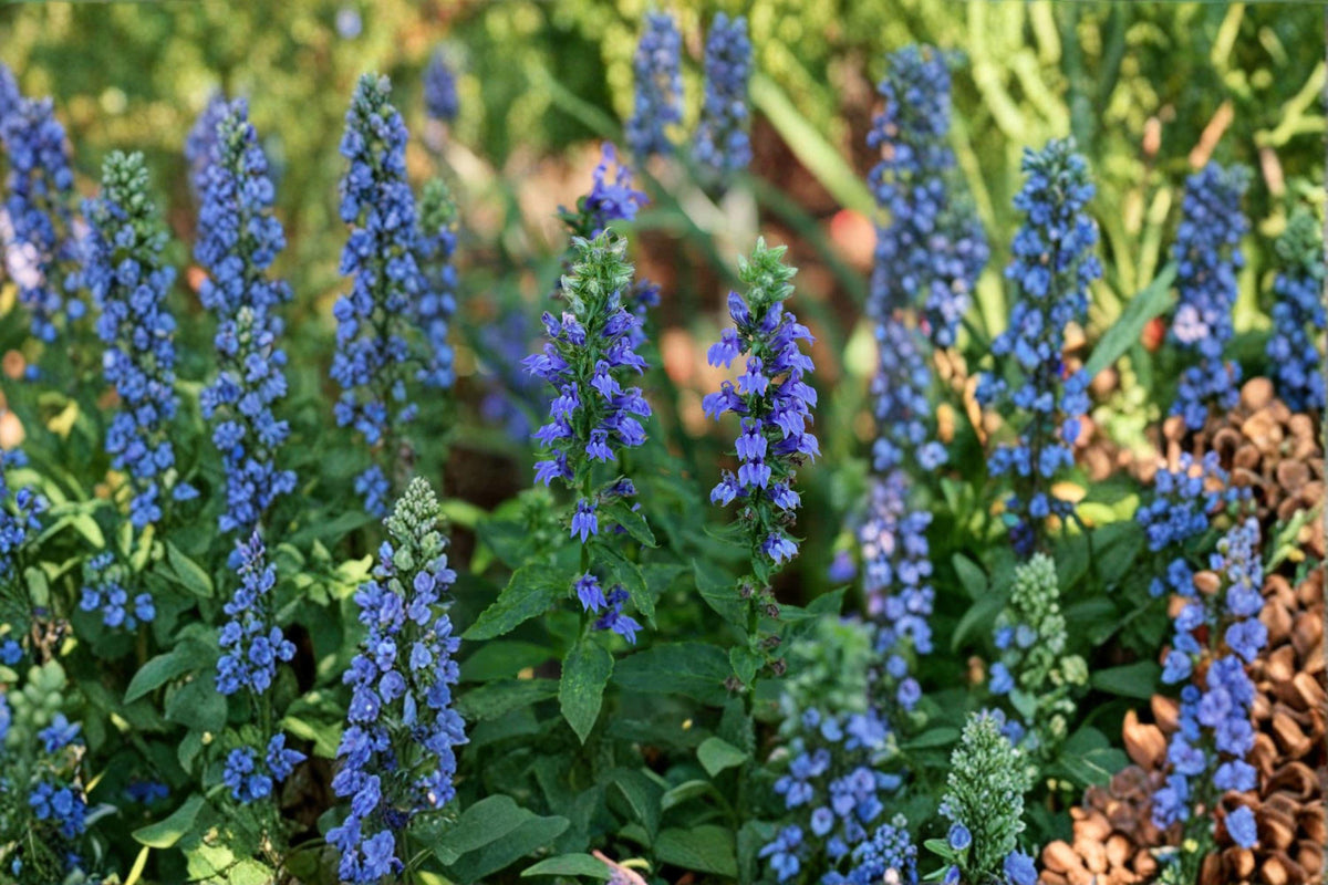 Great Blue Lobelia Seeds - 500 Count | Native Wetland Perennial | Lobelia siphilitica | Brilliant Blue Blooms for Pollinators