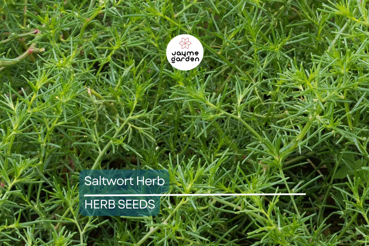 200 Saltwort Herb Seeds - Non-GMO Traditional Japanese Culinary Herb, Corchorus olitorius, for Soups & Stir-Fries