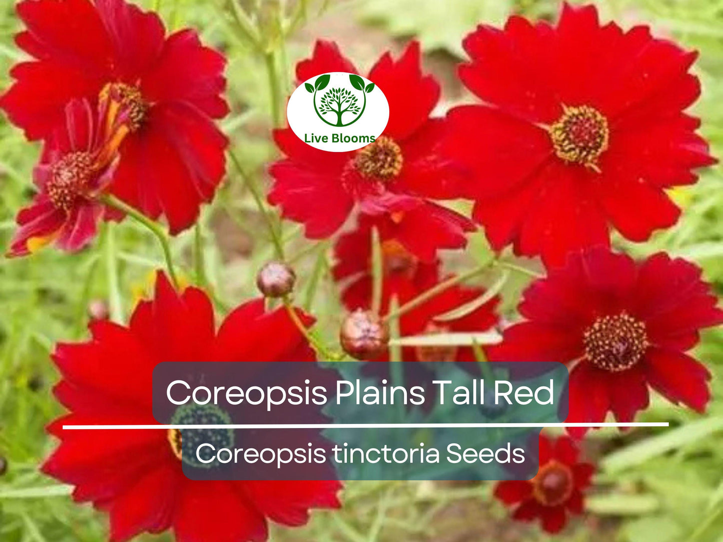 500 Seeds Coreopsis Plains Tall Red – Non-GMO Heirloom Wildflower, Pollinator Friendly, Easy to Grow