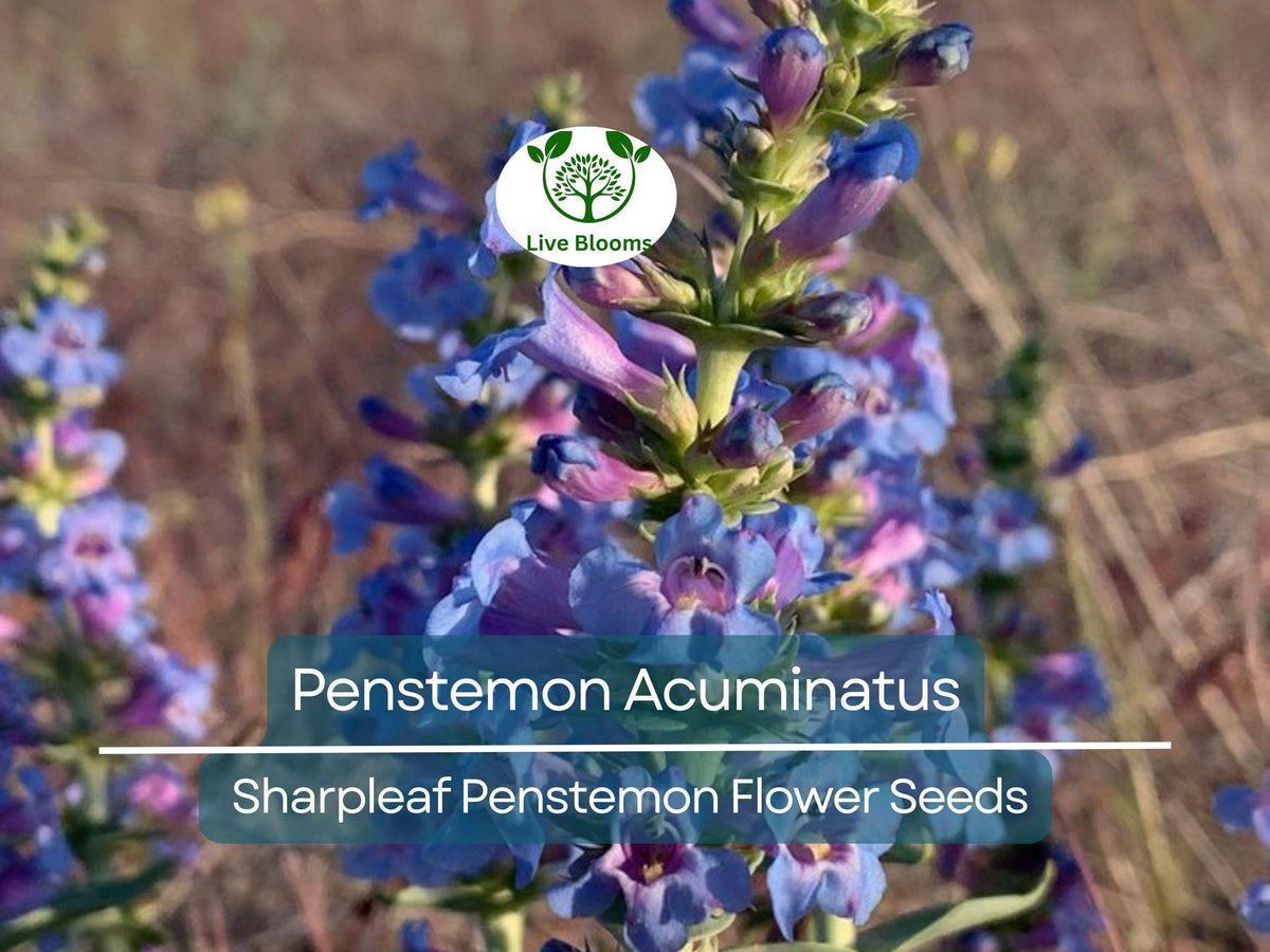 100 mg Seeds Penstemon Acuminatus (Sharpleaf Penstemon) - Native Perennial Wildflower for Pollinator Gardens & Landscaping